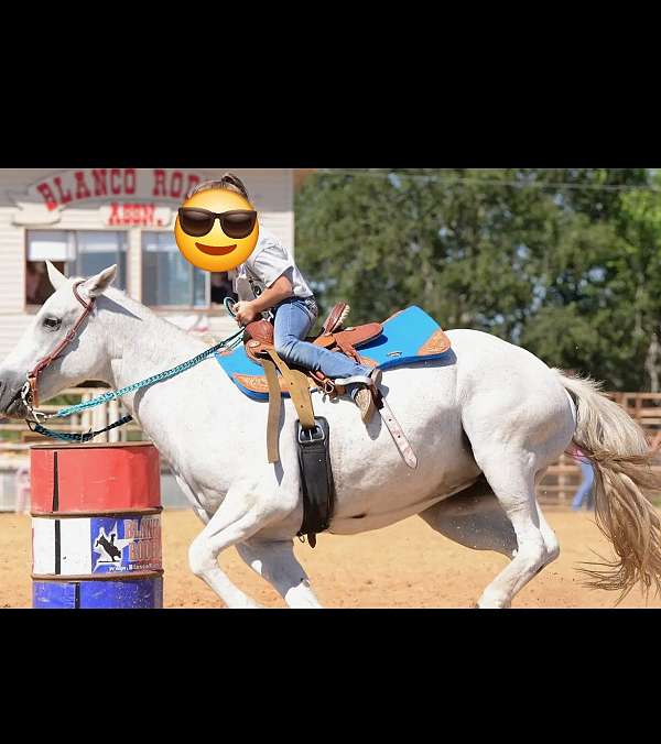 all-around-quarter-horse