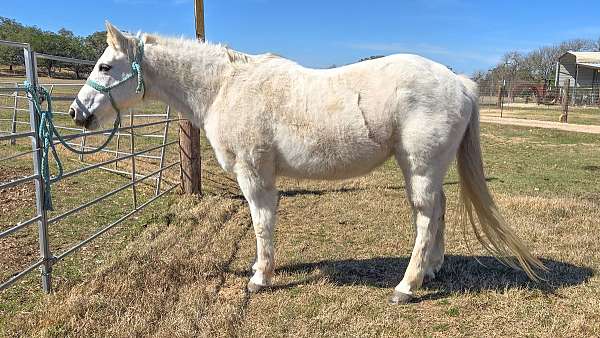 barrel-quarter-horse