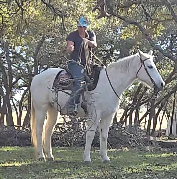 athletic-quarter-horse