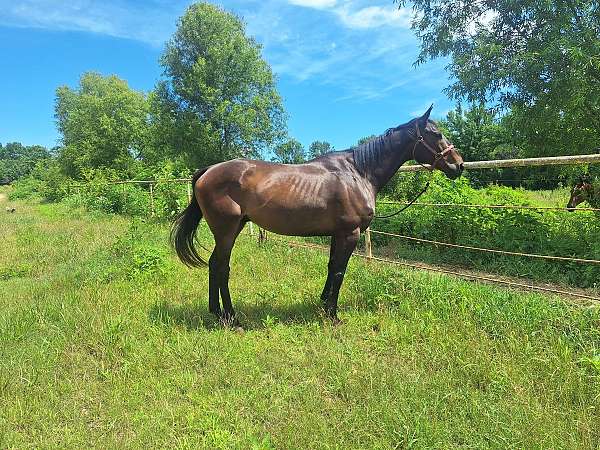 thoroughbred-gelding