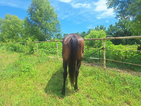 gentile-thoroughbred-horse
