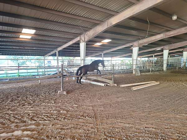 little-ones-thoroughbred-horse