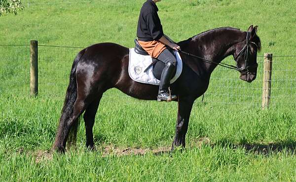 companion-friesian-pony