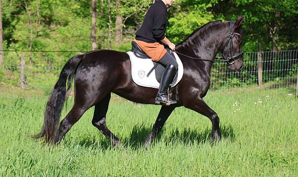 pretty-friesian-pony