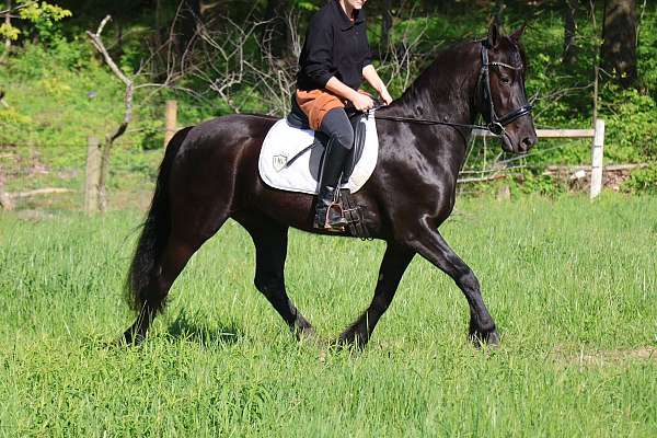 longe-line-friesian-pony