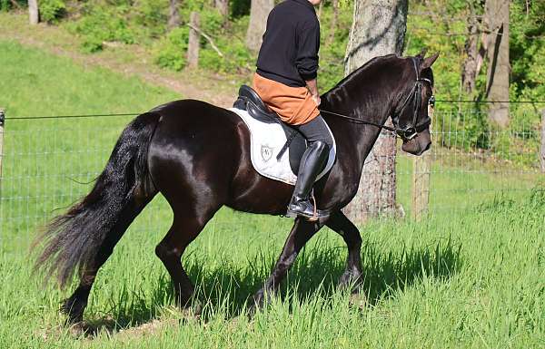 pack-friesian-pony