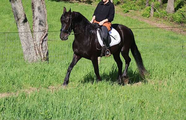 sh-friesian-pony