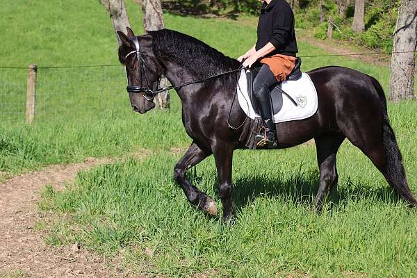 black-sh-pony