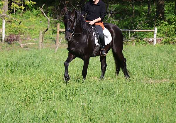 friesian-pony