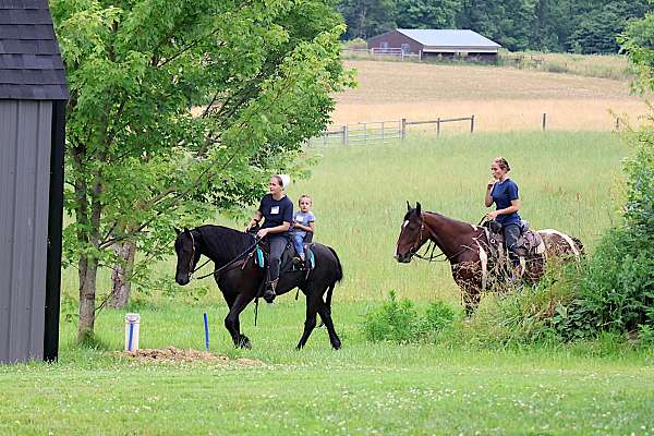 pony-friesian