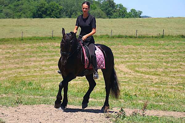 driving-friesian-pony
