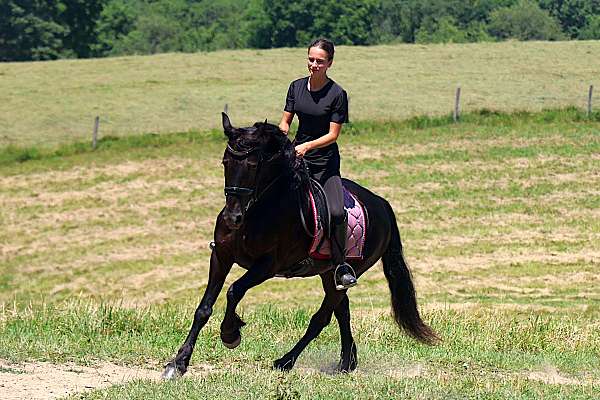 harness-friesian-pony