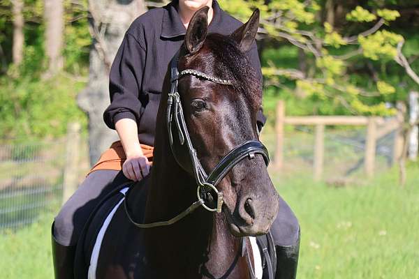 cross-friesian-pony