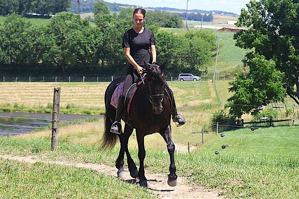 safe-friesian-pony