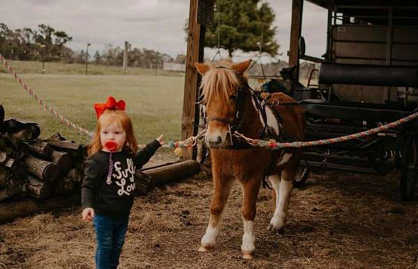 chestnut-overo-shetland-pony-gelding