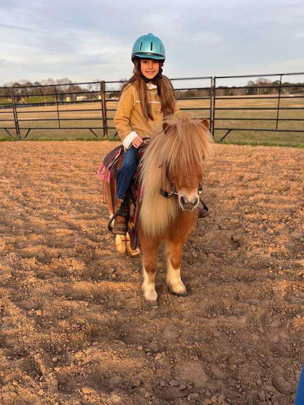 yout-shetland-pony