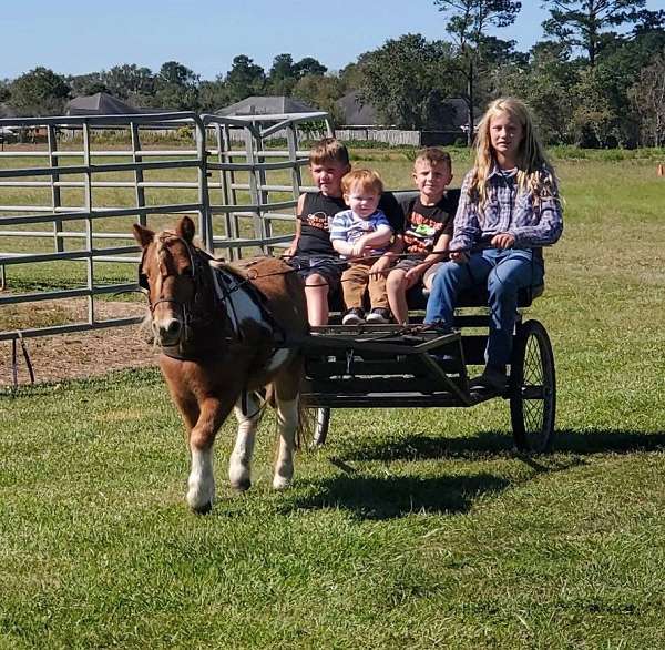 chestnut-overo-experienced-pony