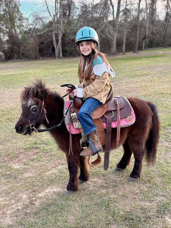 all-around-miniature-pony