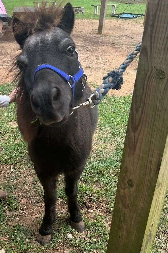 beginner-miniature-pony
