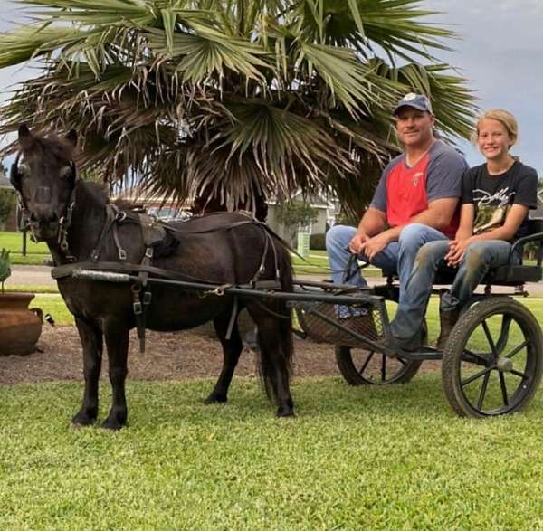 companion-miniature-pony