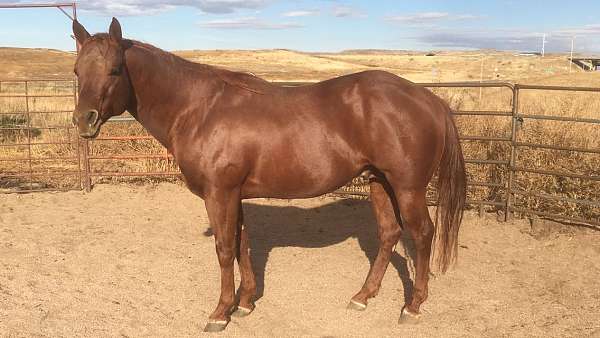 sorrel-left-hind-partial-white-coronet-horse