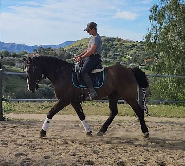grulla-blaze-hind-socks-horse