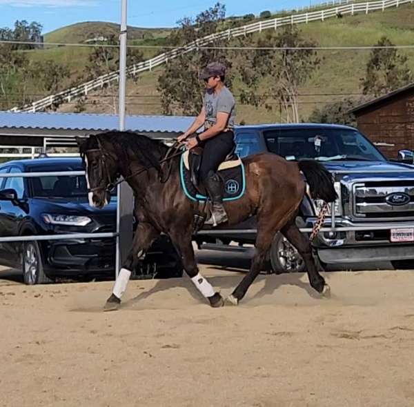 grulla-working-equitation-horse