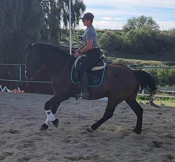 grulla-friesian-gelding