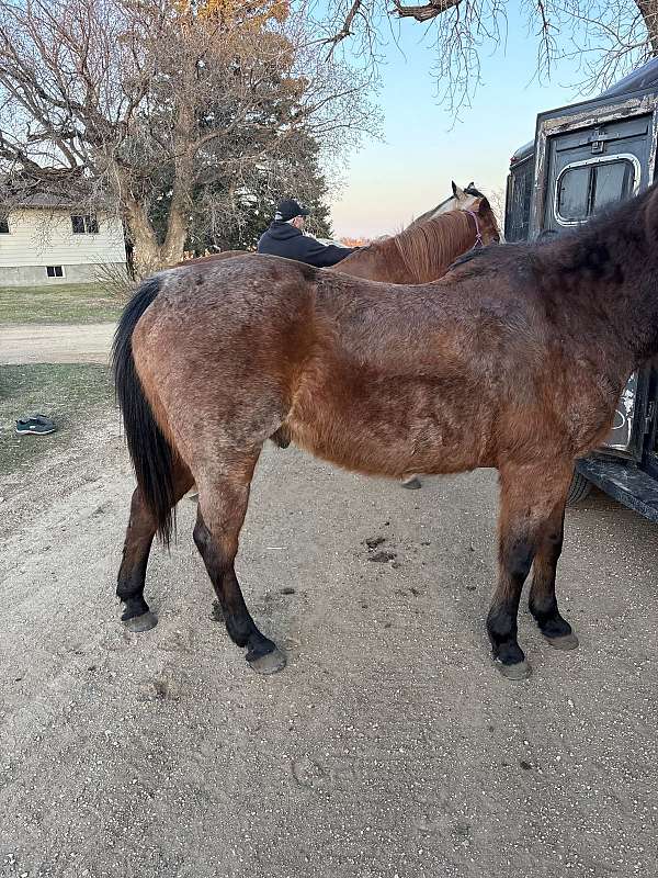 quarter-horse-gelding