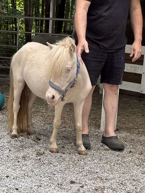cream-gene-miniature-horse