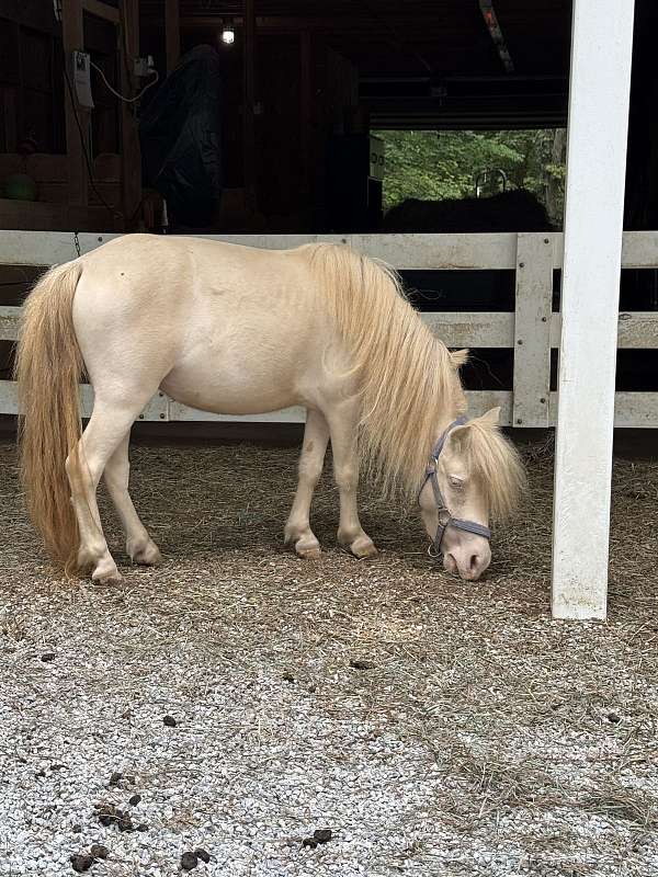 rare-miniature-horse