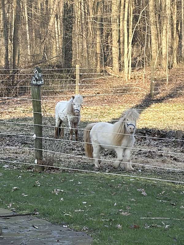 sweet-temperament-miniature-horse