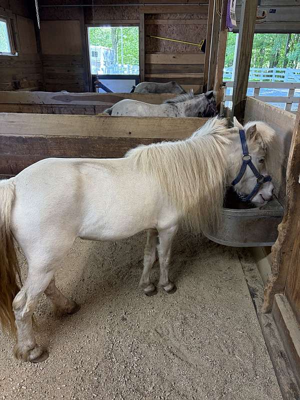 falabella-blend-mare