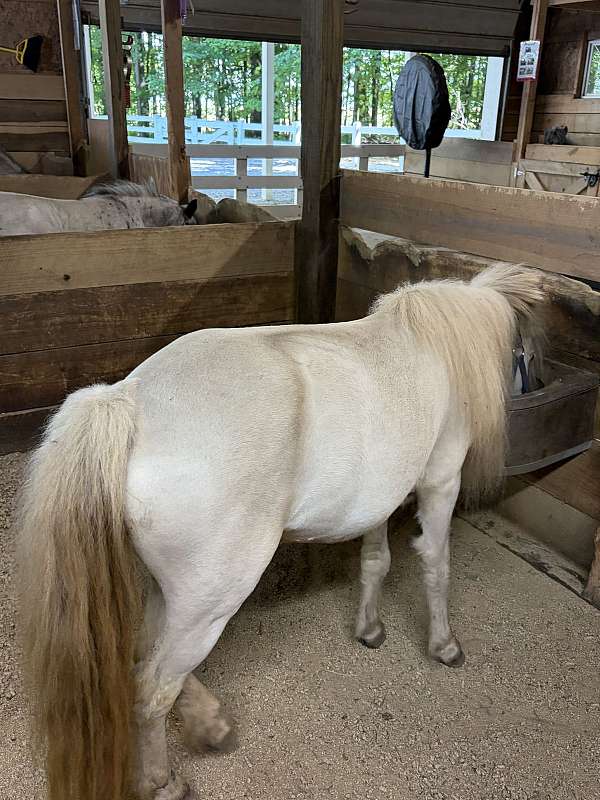 tiny-miniature-mare