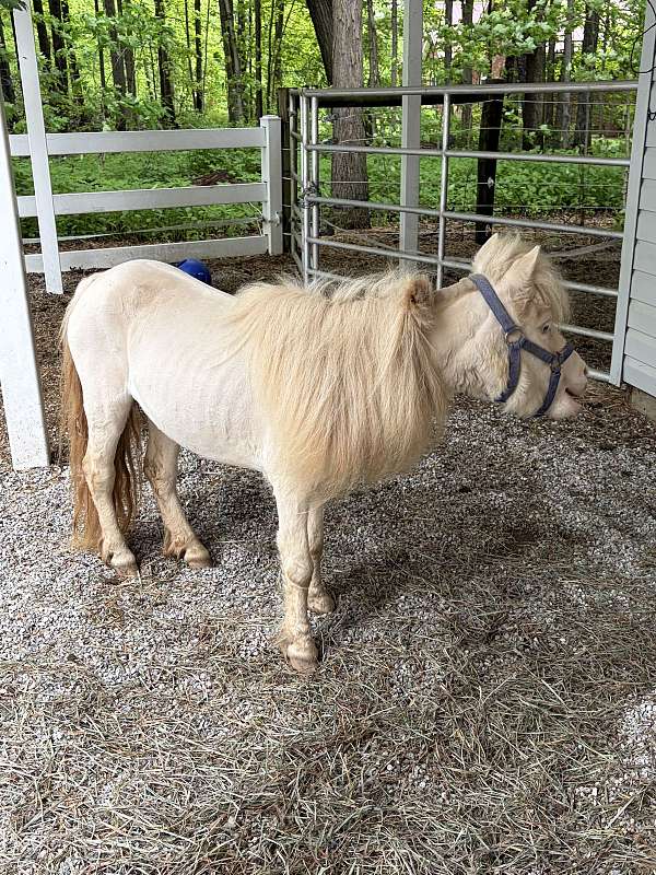 perlino-fbr-horse