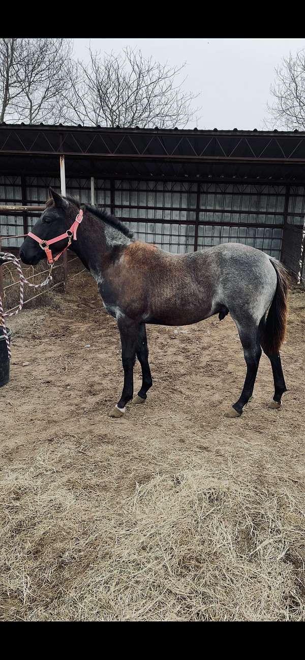 blue-roan-front-coronet-horse