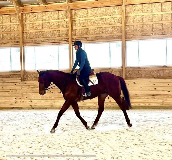 ability-thoroughbred-horse