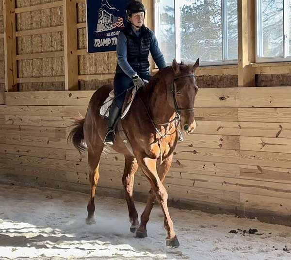 all-thoroughbred-horse