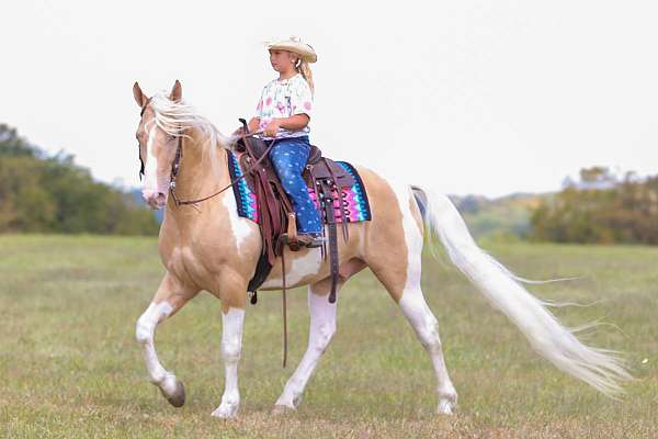 family-horse-tennessee-walking