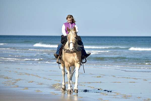 twhbea-tennessee-walking-horse