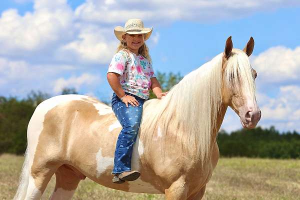 gaited-horse-tennessee-walking