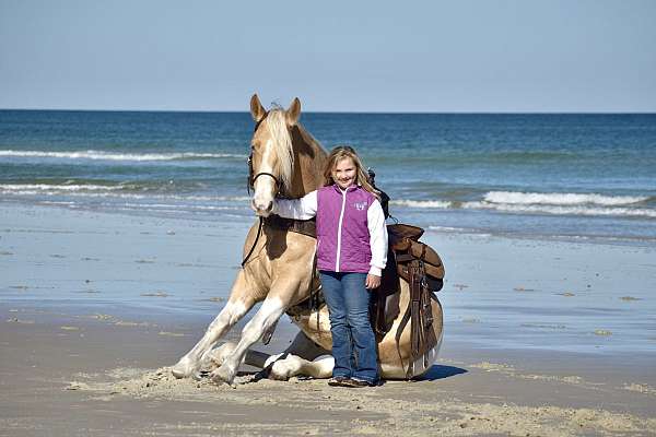 gentle-horse-tennessee-walking