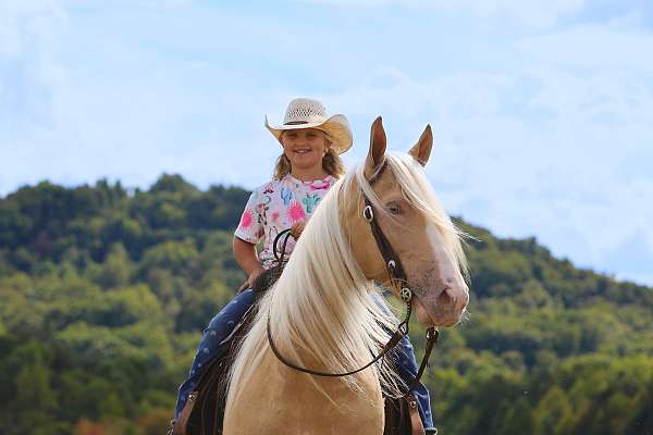 my-horse-connection-tennessee-walking