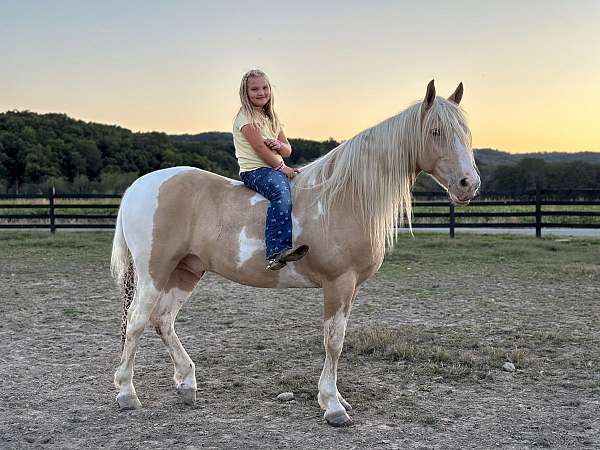 horse-for-sale-tennessee-walking