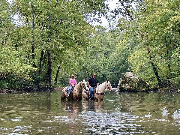western-horse-tennessee-walking