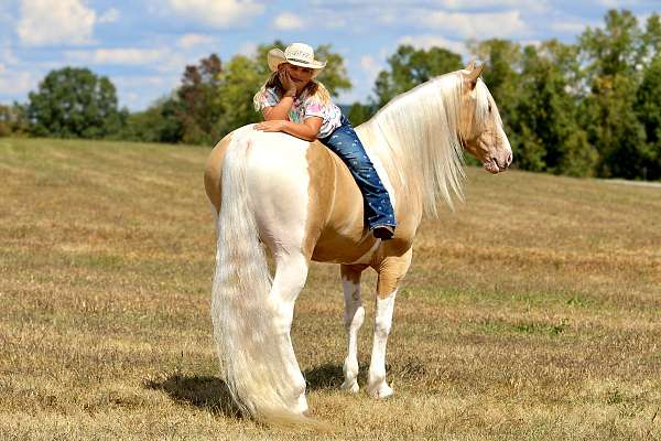 western-dressage-horse-tennessee-walking