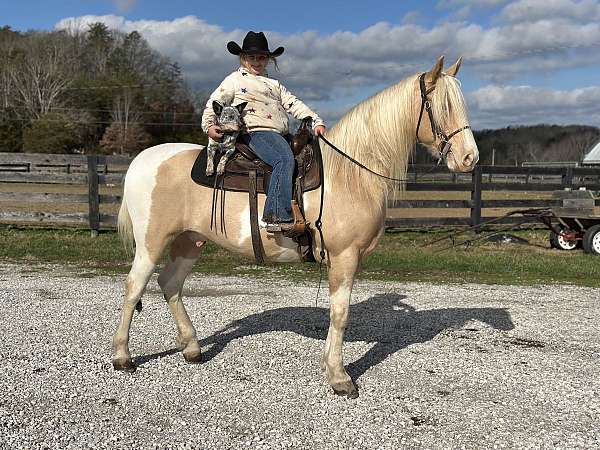 tennessee-walking-horse