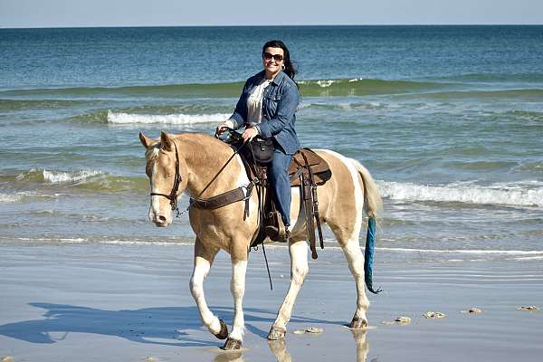 trail-horse-for-sale-tennessee-walking