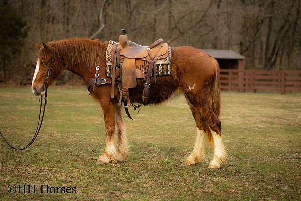 gymkhana-shire-horse
