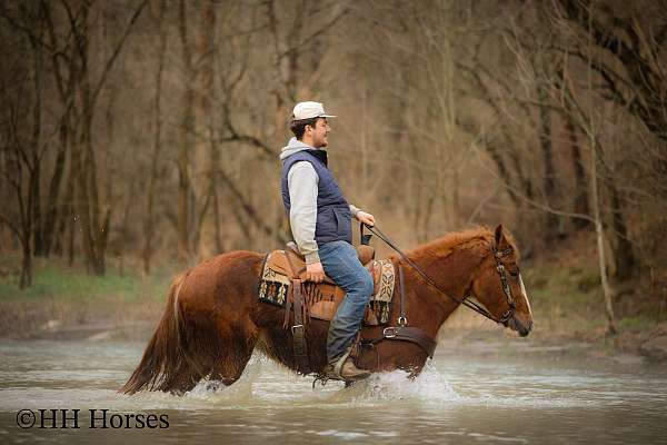 native-costume-shire-horse